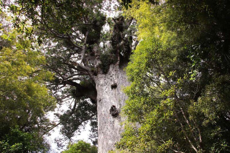 Waipoua Forest: Tane Mahuta & Kauri Museum from Auckland - Key Points