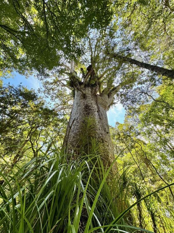 Waipoua Forest: Tane Mahuta & Kauri Museum from Auckland - An In-Depth Look at the Tour Experience