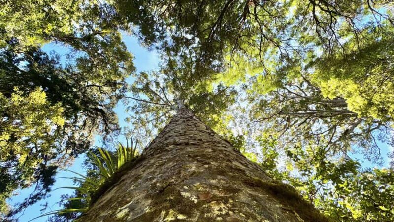 Waipoua Forest: Tane Mahuta & Kauri Museum from Auckland - Who Will Love This Tour?