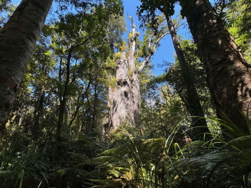 Waipoua Forest: Tane Mahuta & Kauri Museum from Auckland - The Sum Up