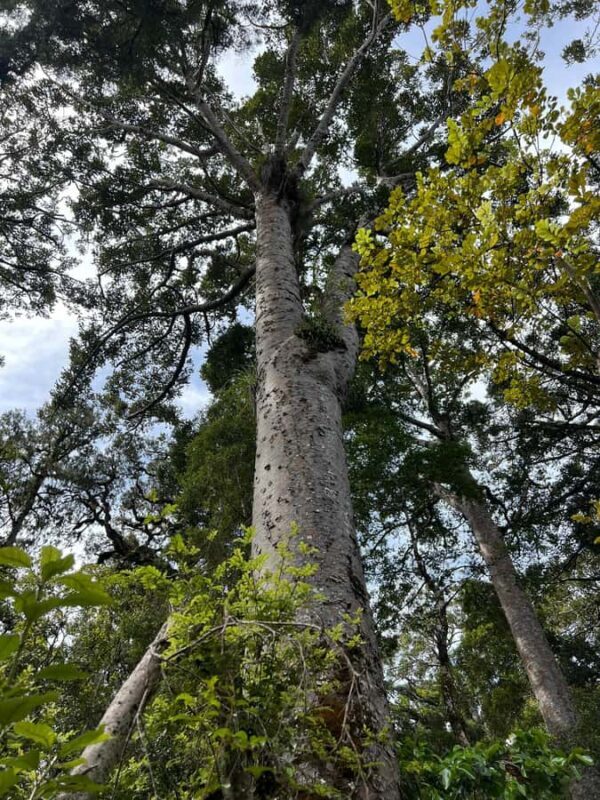 Waipoua KAURI Forest, Tane Mahuta & Museum Tour Ex Auckland - Final Thoughts