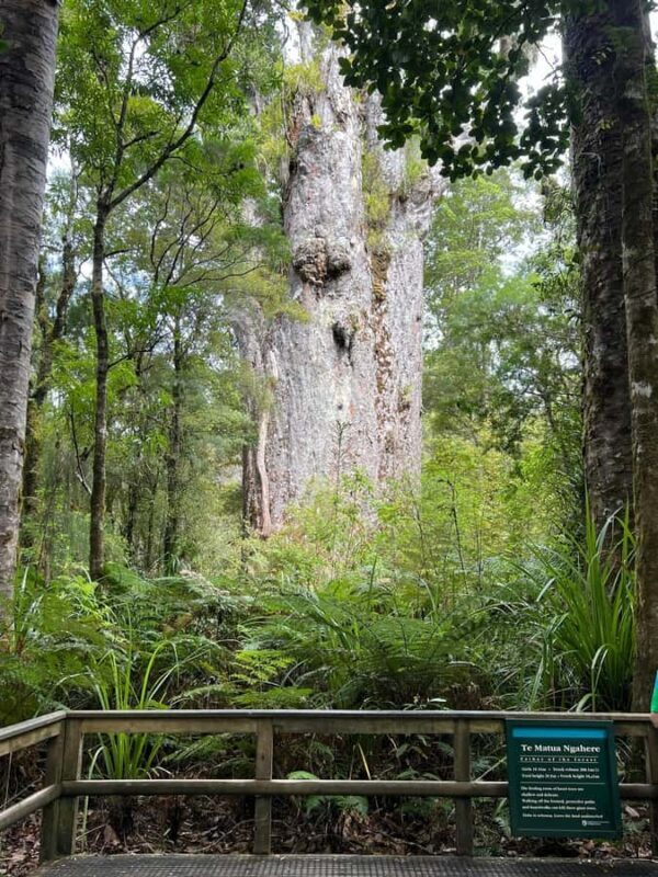 Waipoua KAURI Forest, Tane Mahuta & Museum Tour Ex Auckland - FAQ