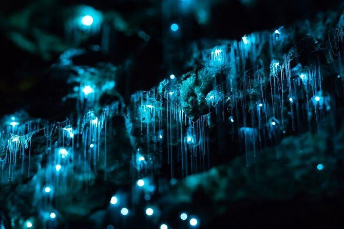Waitomo Caves Private Tour from Auckland - A Close Look at the Tour Experience