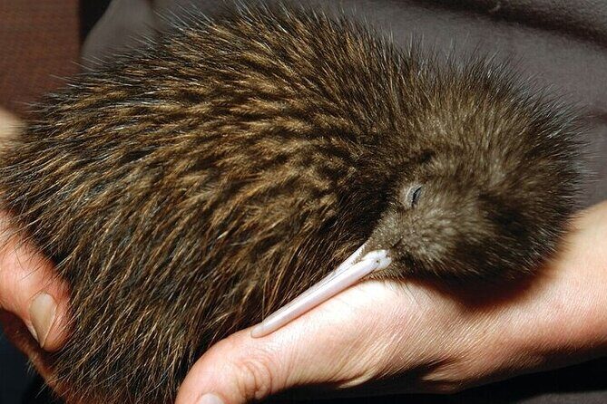 Waitomo Glow Worm Caves & Te Puia - Rotorua's Geothermal Valley - FAQ