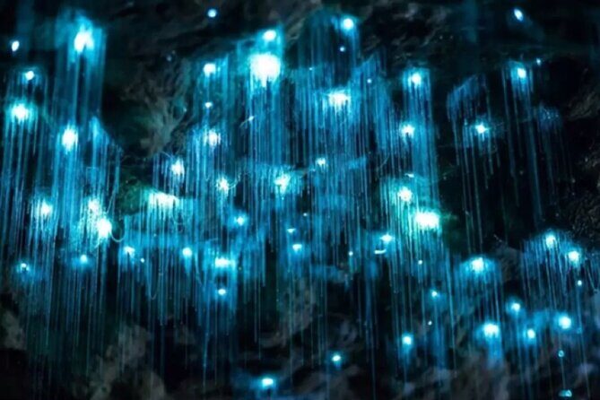 Waitomo Spellbound Glowworm Caves Small Group Tour from Auckland - Exploring the Itinerary in Detail