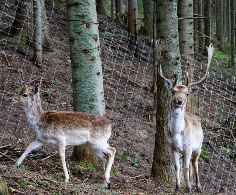 Waksmund: Admission ticket to Brama w Gorce - Authentic Insights from Visitors