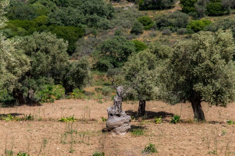 Walk among the olive trees (Small group experience) - Key Points