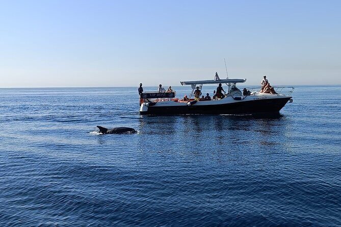 Walk and dolphin watching in Fuengirola + 1 drink - The Experience: What to Expect During Your Dolphin-Watching Trip