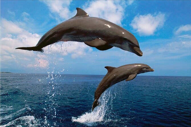 Walk and dolphin watching in Fuengirola + 1 drink - FAQs