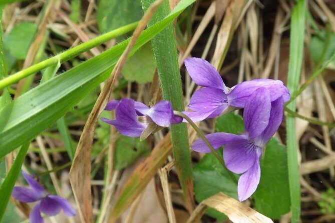 Walk in Omodos alleys & around Kelephos medieval Venetian bridge - Introduction to the Tour Experience