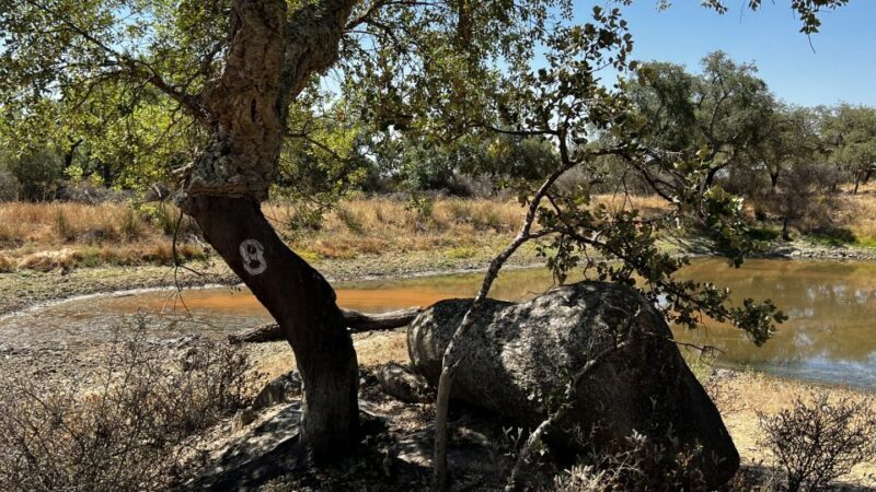 Walk in the Cork Forest Experience Pack - Exploring the Tour in Detail