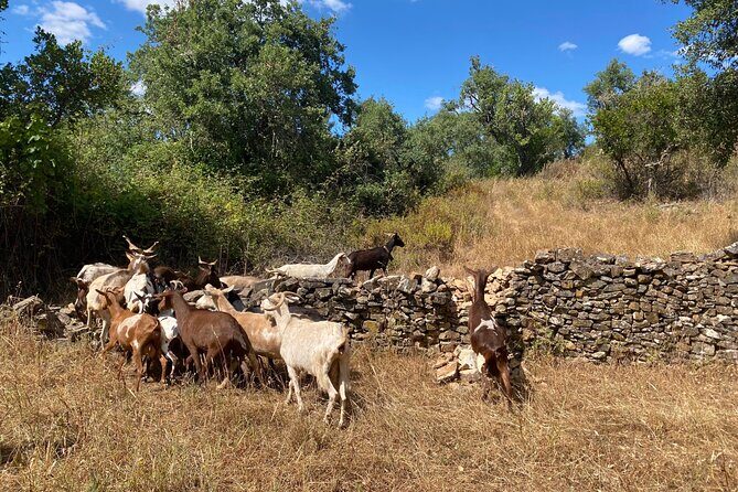 Walk in the Hills with Goat Herder-Local Honey, Wine and Cheese Tasting - Practical Details to Know