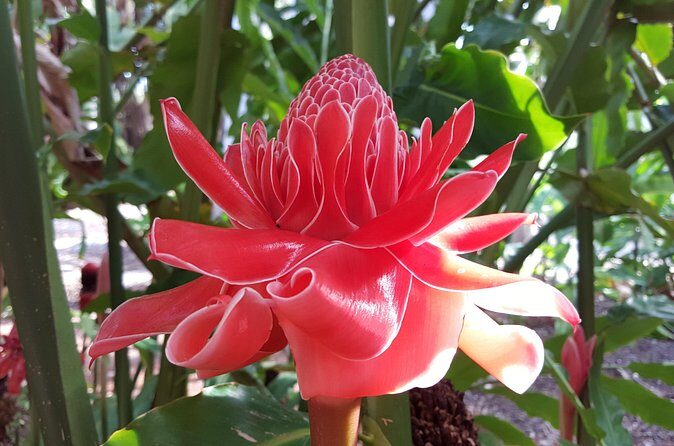 Walk the Darwin Botanic Gardens - Who Will Enjoy This Tour?