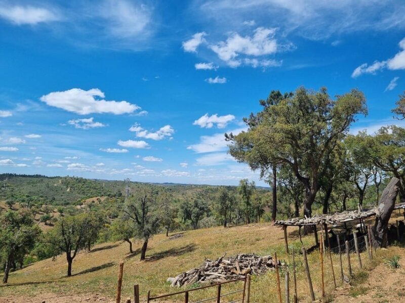 Walk through Hills With a Local Goat Herder and Their Goats - Who Would Love This Tour