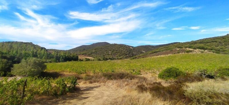 Walk through our vineyard and aperitif - The authentic charm of Sardinian wines and local flavors