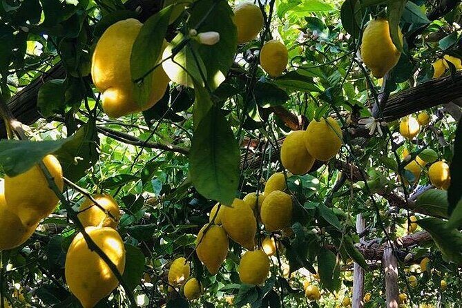 Walking tour from Minori to Maiori along the Path of the Lemons - Why This Tour Makes Sense