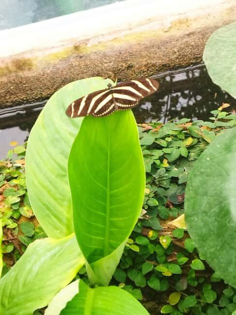 Walking tour in Garachico (1:30 h) - FAQ