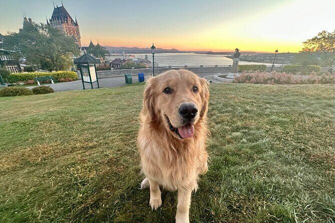 Walking tour with Guide Felix and his dog Meo - Introduction