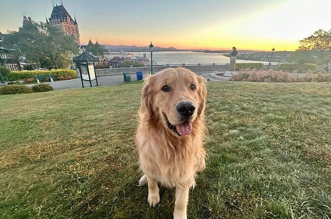 Walking tour with Guide Felix and his dog Meo - FAQs