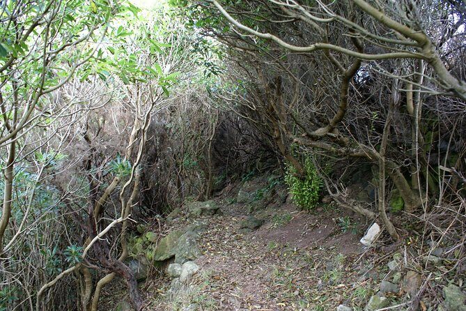 Walking Trails of Terceira - A Deep Dive into the Walking Trails of Terceira