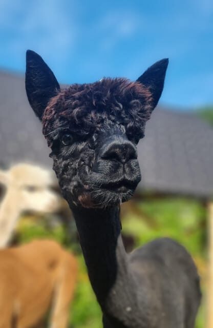 Walking with alpacas - Domaija Loncnar - Bohinj - Key Points