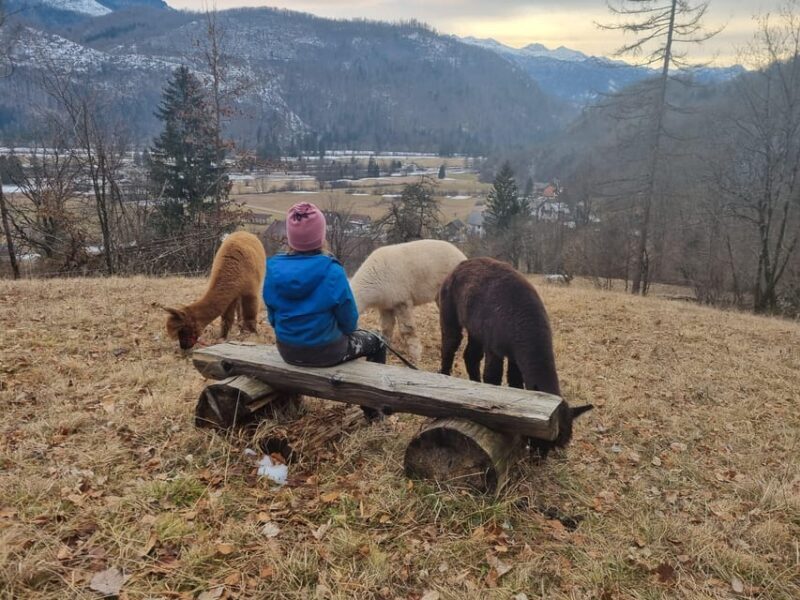 Walking with alpacas - Domaija Loncnar - Bohinj - An Authentic Encounter with Alpacas in Slovenia