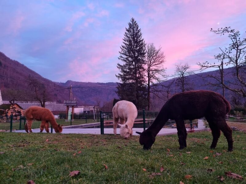 Walking with alpacas - Domaija Loncnar - Bohinj - The Sum Up
