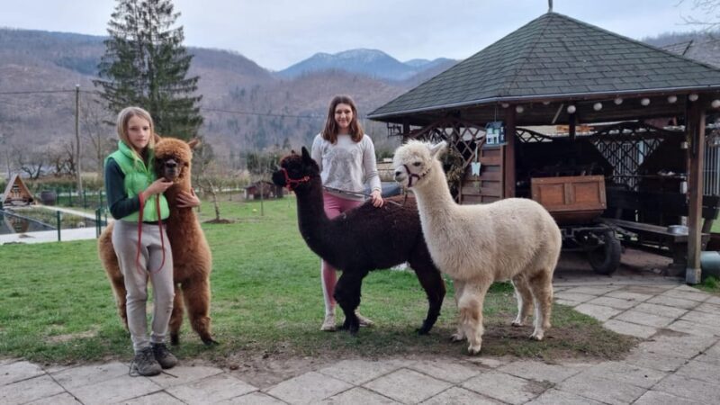 Walking with alpacas - Domaija Loncnar - Bohinj - FAQ