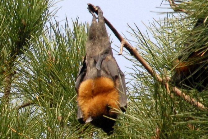 Walking with Sydney Flying Foxes (Fruit Bats) - Why This Tour Stands Out