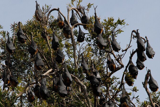 Walking with Sydney Flying Foxes (Fruit Bats) - What Reviewers Say