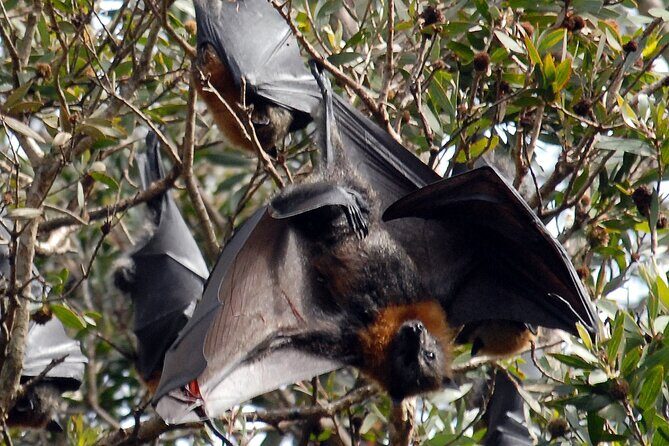 Walking with Sydney Flying Foxes (Fruit Bats) - Who Should Consider This Tour?