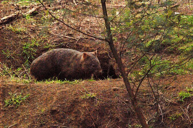 Walking with Wild Wombats Private Day Trip from Sydney - An Introduction to the Experience