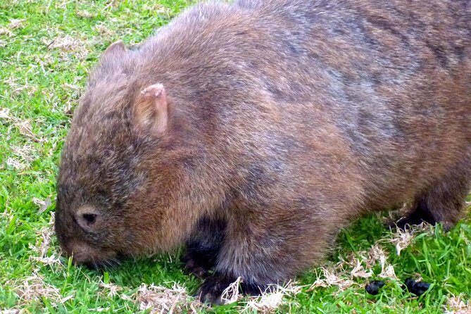 Walking with Wild Wombats Private Day Trip from Sydney - What’s Included and What’s Not