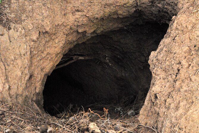 Walking with Wild Wombats Private Day Trip from Sydney - The Sum Up
