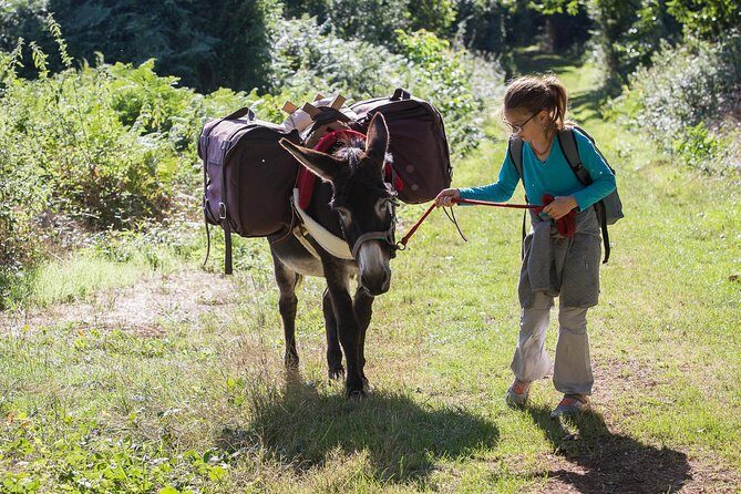 Walks and hikes with donkeys - The Sum Up