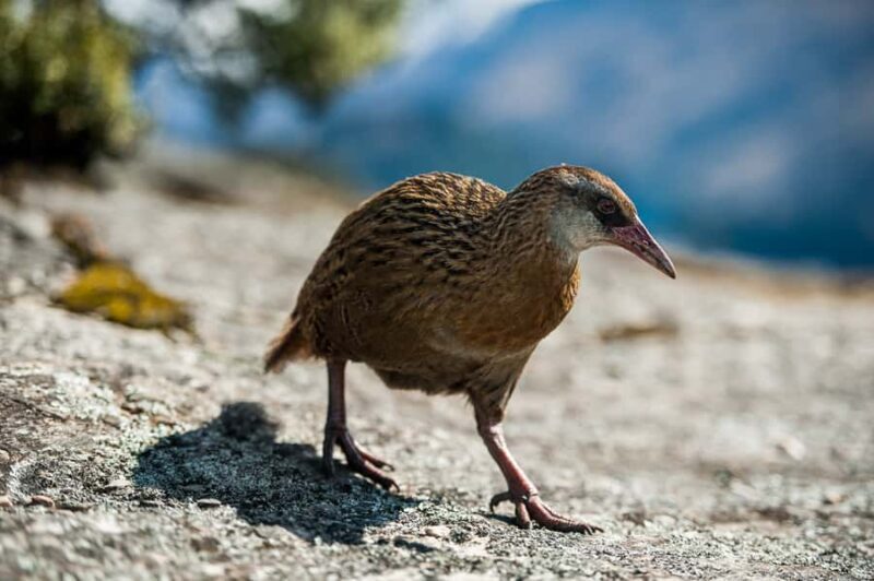 Wanaka: Water Taxi & Mou Waho Island Tour - Discover Mou Waho Island with a Water Taxi & Nature Walk