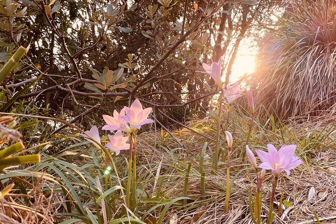 WANDER BYRON Guided Sunrise Tours to Cape Byron Lighthouse - Who Should Consider This Tour?