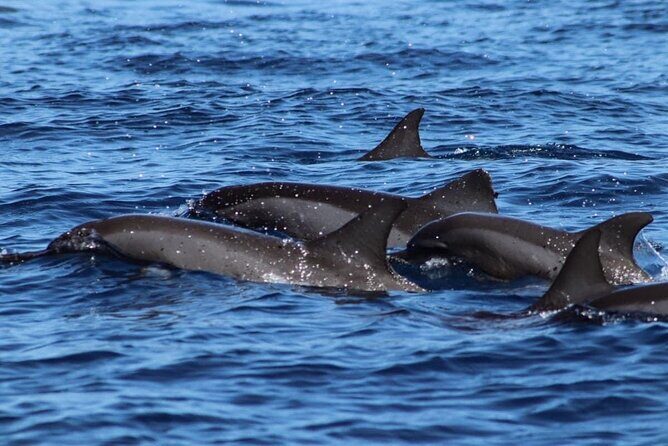 Want to escape? Treat yourself to a snorkeling session in Tahiti! - The Overview: A Taste of Tahiti’s Underwater Wonders