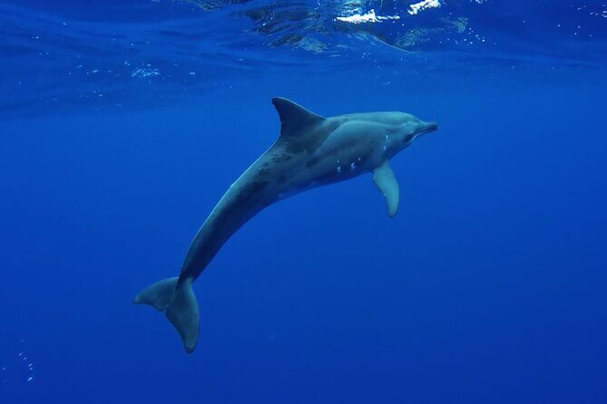 Want to escape? Treat yourself to a snorkeling session in Tahiti! - The Experience: Who It’s Perfect For
