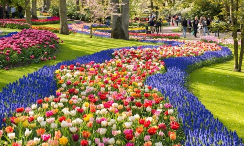 Warmond: Windmill Cruise and Keukenhof Entry Ticket - The Charm of the Dutch Landscape