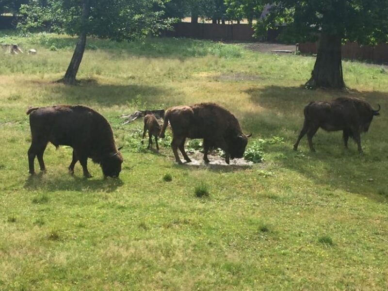 Warsaw: Bialowieza National Park and European Bison Tour - Key Points