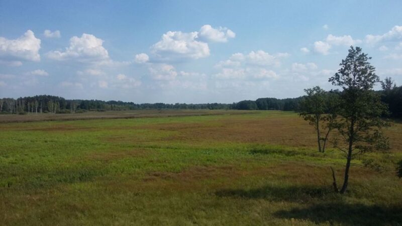 Warsaw: Bialowieza National Park and European Bison Tour - An In-Depth Look at the Tour Experience