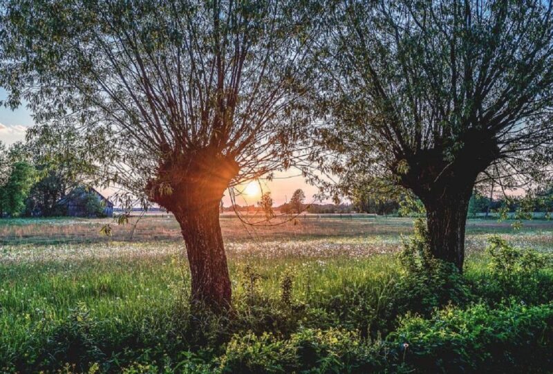 Warsaw: Half-Day Private Chopin Tour to Zelazowa Wola - Who Should Consider This Tour?