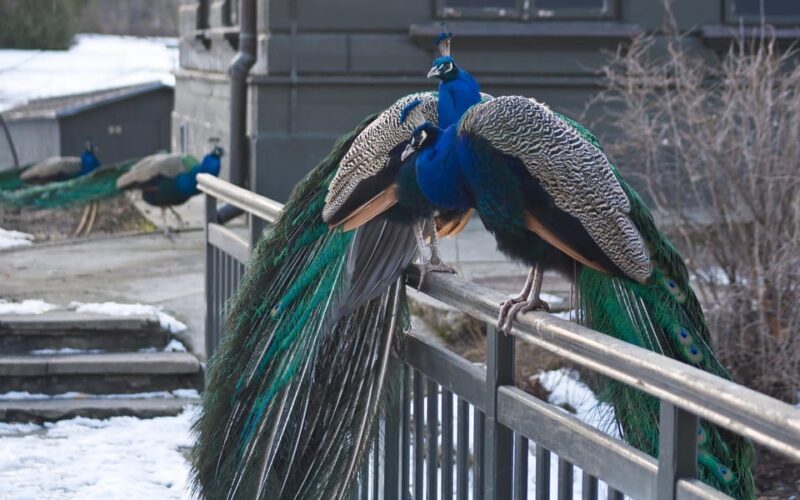 Warsaw Zoo Skip-the-Line Entry Ticket with Private Transport - Key Points