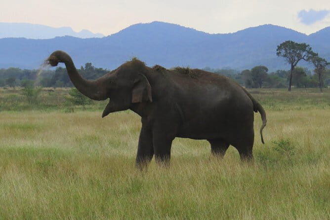 Wasgamuwa National Park Private Safari with Naturalist - Key Points