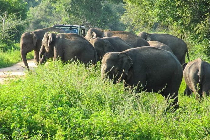 Wasgamuwa National Park Private Safari with Naturalist - An In-Depth Look at the Experience