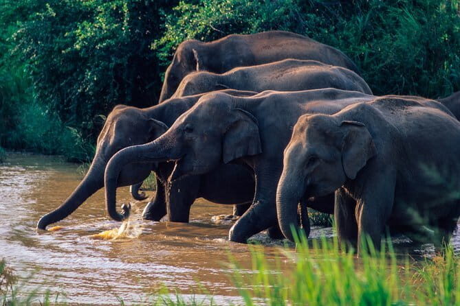 Wasgamuwa National Park Private Safari with Naturalist - Final Thoughts