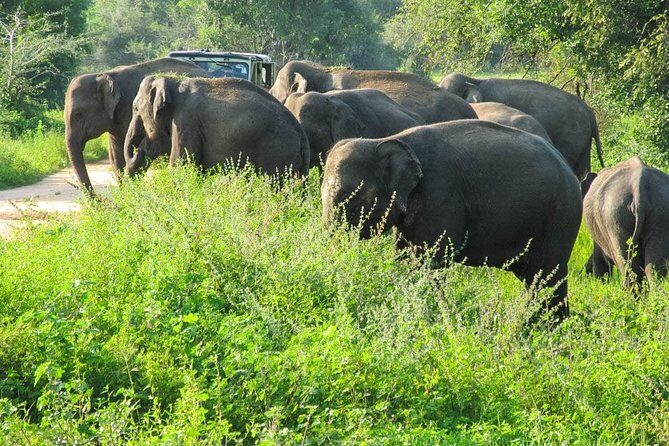 Wasgamuwa National Park Safari - Authentic Feedback from Travelers