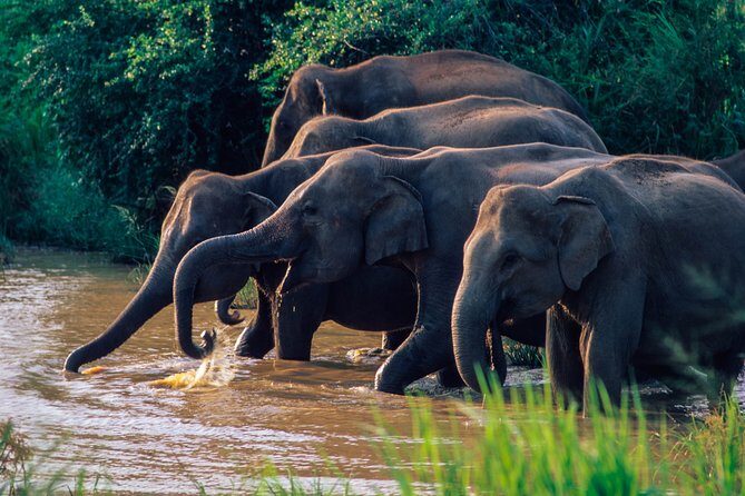 Wasgamuwa National Park Safari from Habarana - Key Points