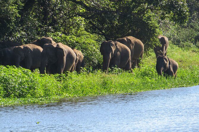 Wasgamuwa National Park Safari from Habarana - A Detailed Look at the Safari Experience